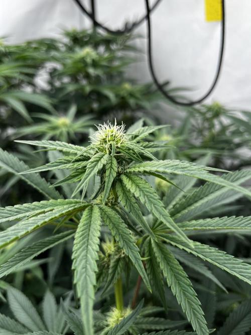 Dark Nectar , King Cartier. Week 9 - Dark Nectar