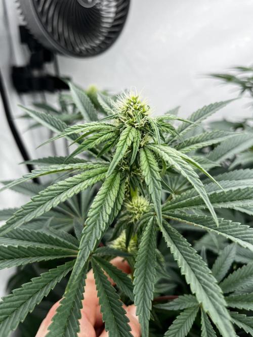 Dark Nectar , King Cartier. Week 9 - King Cartier
