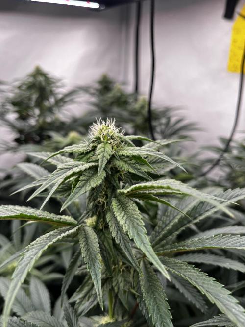 Dark Nectar , King Cartier. Week 10 - Dark Nectar