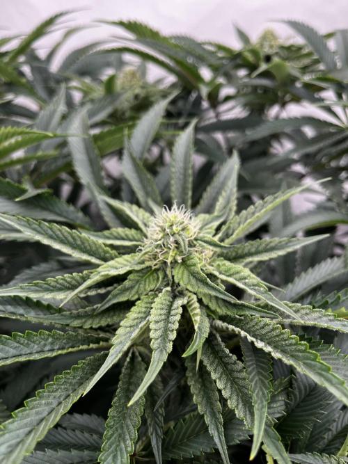 Dark Nectar , King Cartier. Week 10 - King Cartier