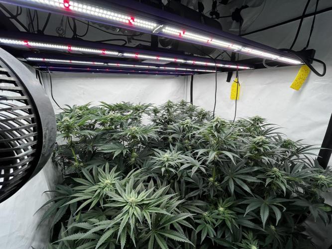 Dark Nectar , King Cartier. Week 10