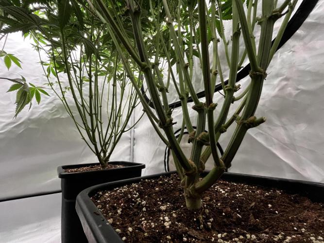 Dark Nectar , King Cartier. Week 10