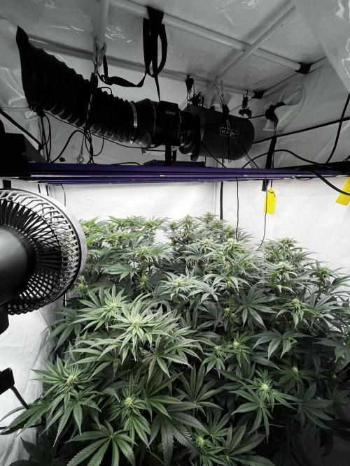 Dark Nectar , King Cartier. Week 10