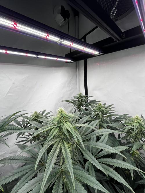 Dark Nectar , King Cartier. Week 10 - King Cartier