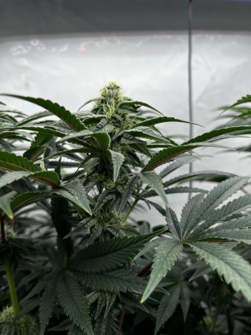 Dark Nectar , King Cartier. Week 10