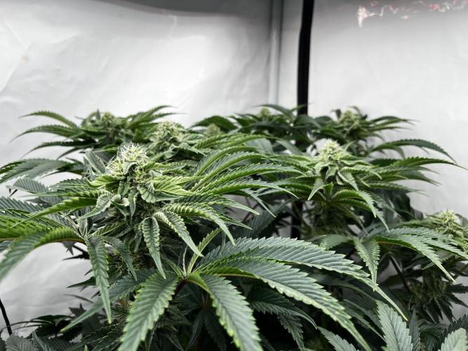 Dark Nectar , King Cartier. Week 10 - King Cartier