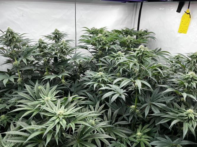 Dark Nectar , King Cartier. Week 10