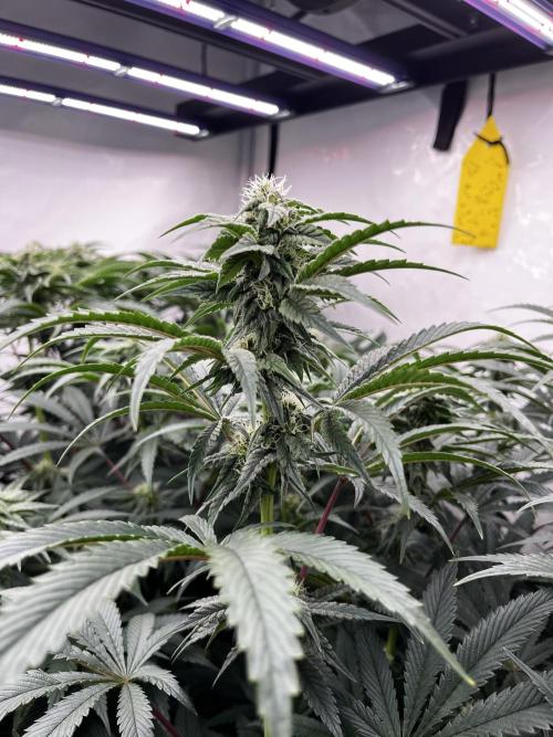 Dark Nectar , King Cartier. Week 10 - Dark Nectar