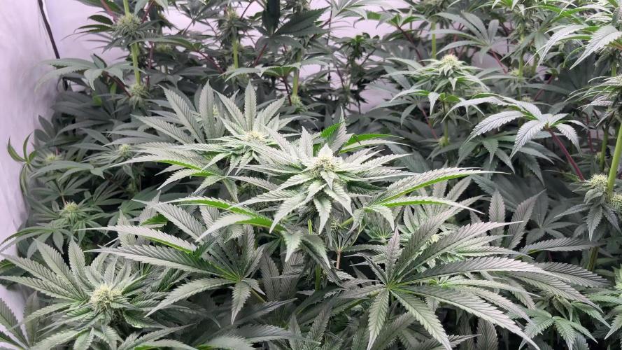 Dark Nectar , King Cartier