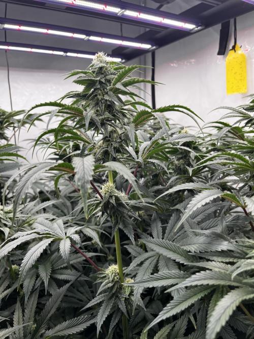 Dark Nectar , King Cartier. Week 10