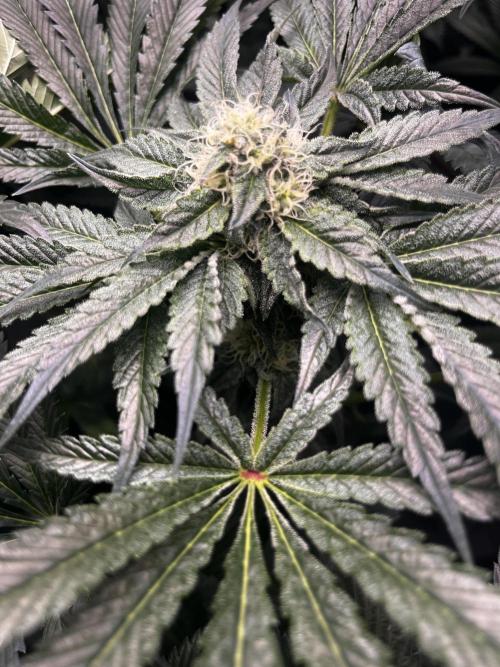 Dark Nectar , King Cartier. Week 10 - 
