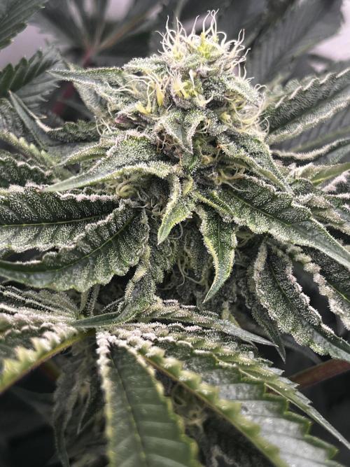 Dark Nectar , King Cartier. Week 10