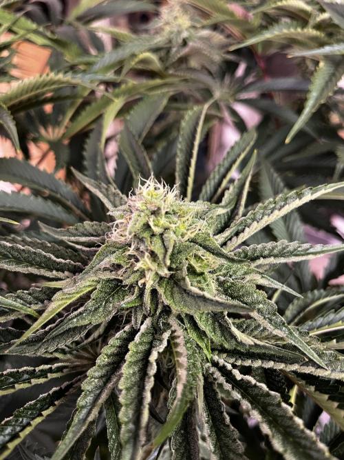 Dark Nectar , King Cartier. Week 11