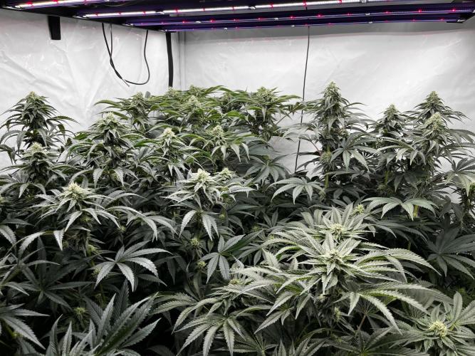 Dark Nectar , King Cartier. Week 11