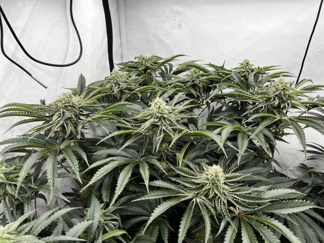 Dark Nectar , King Cartier. Week 11