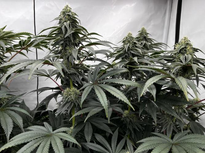 Dark Nectar , King Cartier. Week 11