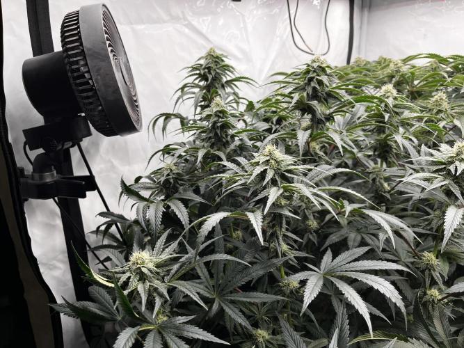 Dark Nectar , King Cartier. Week 11