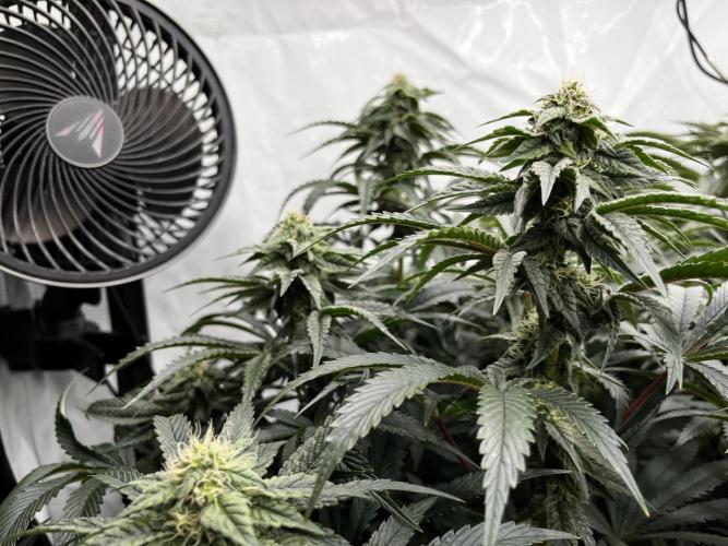 Dark Nectar , King Cartier. Week 11