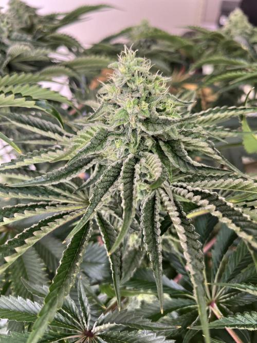 Dark Nectar , King Cartier. Week 11