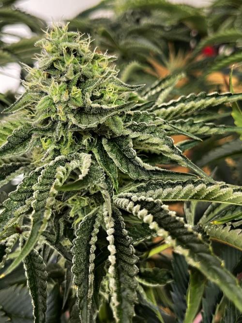 Dark Nectar , King Cartier. Week 11