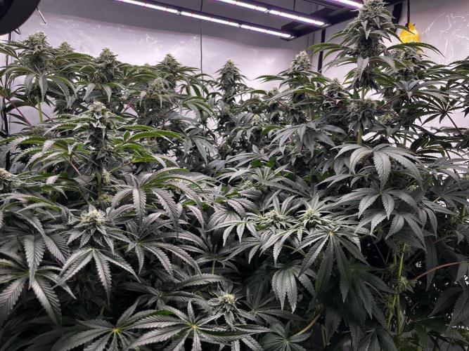 Dark Nectar , King Cartier. Week 11