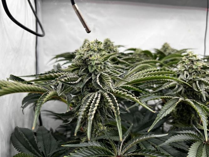 Dark Nectar , King Cartier. Week 11