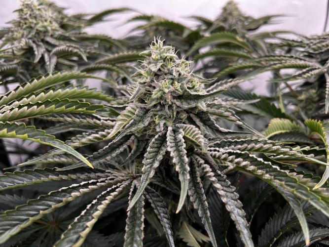 Dark Nectar , King Cartier. Week 11