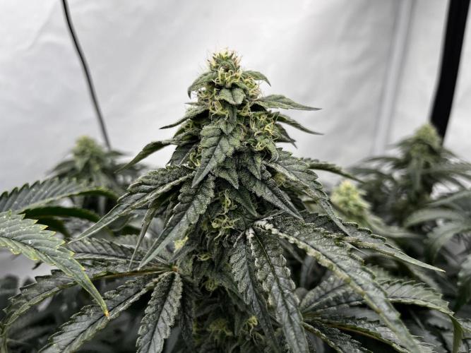 Dark Nectar , King Cartier. Week 11