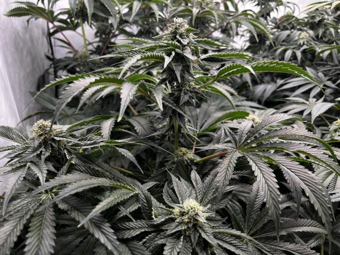 Dark Nectar , King Cartier. Week 11