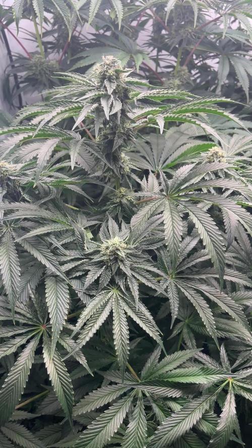 Dark Nectar , King Cartier