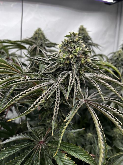 Dark Nectar , King Cartier. Week 13