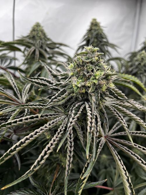 Dark Nectar , King Cartier. Week 13