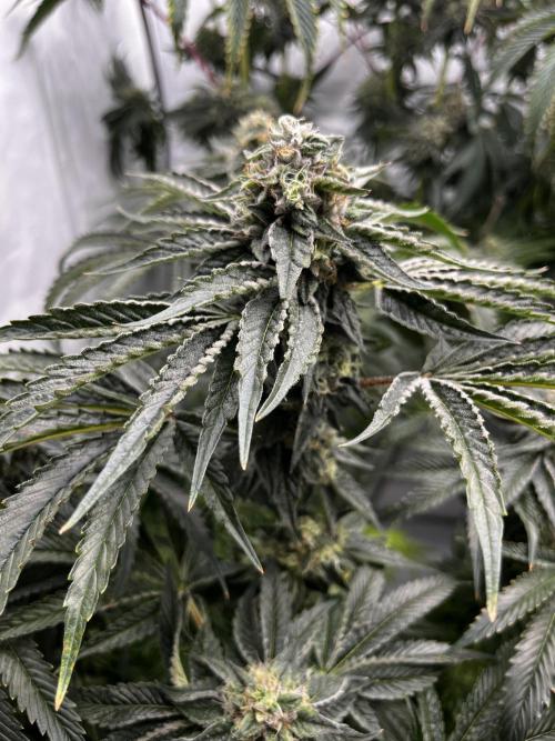 Dark Nectar , King Cartier. Week 13