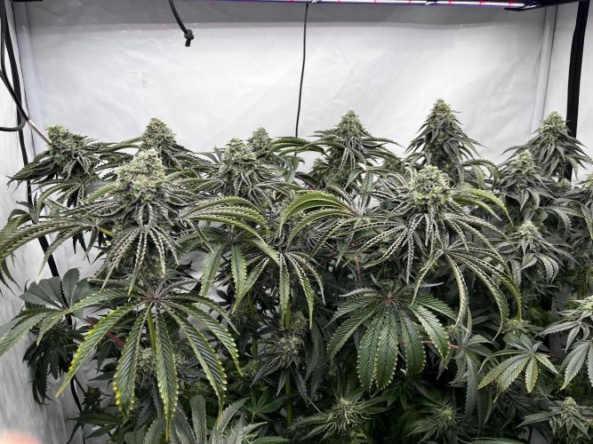 Dark Nectar , King Cartier. Week 13