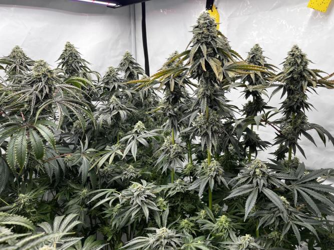 Dark Nectar , King Cartier. Week 13