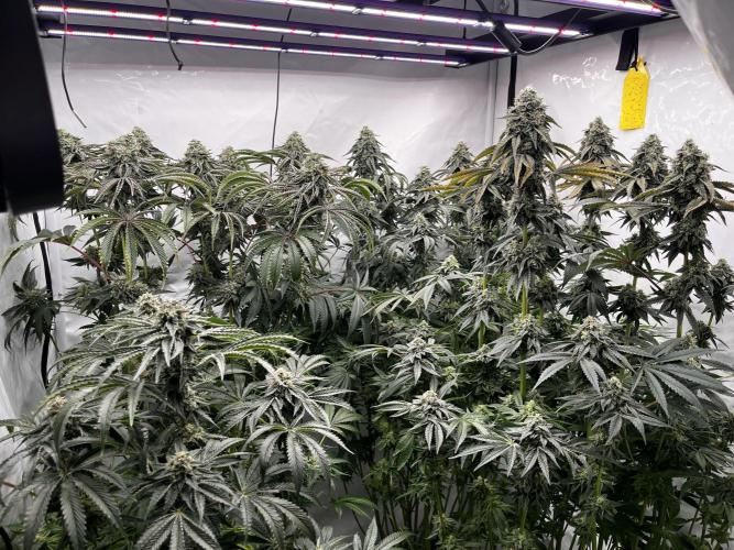 Dark Nectar , King Cartier. Week 13