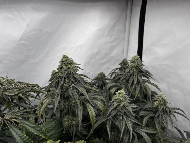 Dark Nectar , King Cartier. Week 13