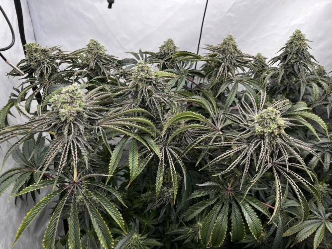 Dark Nectar , King Cartier. Week 13