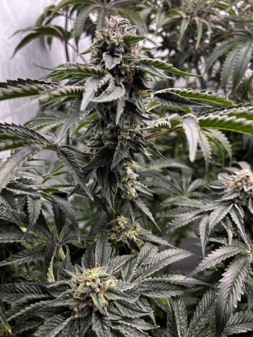 Dark Nectar , King Cartier. Week 13