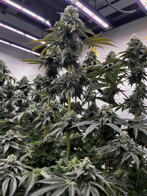 Dark Nectar , King Cartier. Week 13