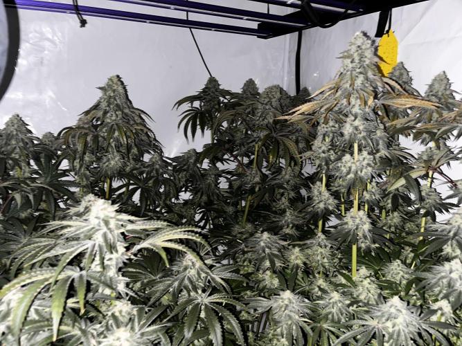 Dark Nectar , King Cartier. Week 14