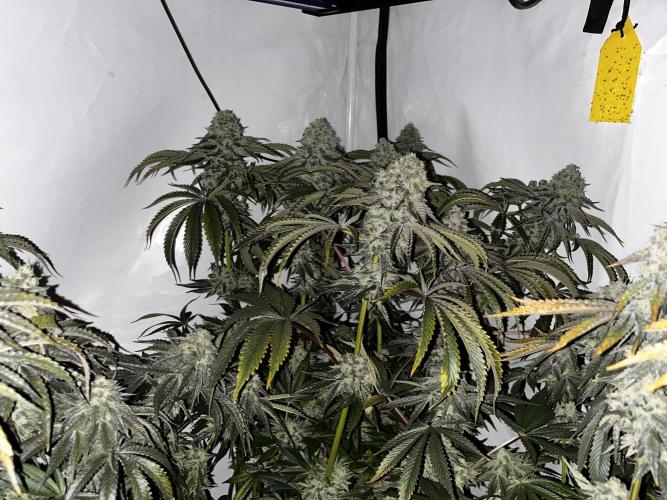 Dark Nectar , King Cartier. Week 14