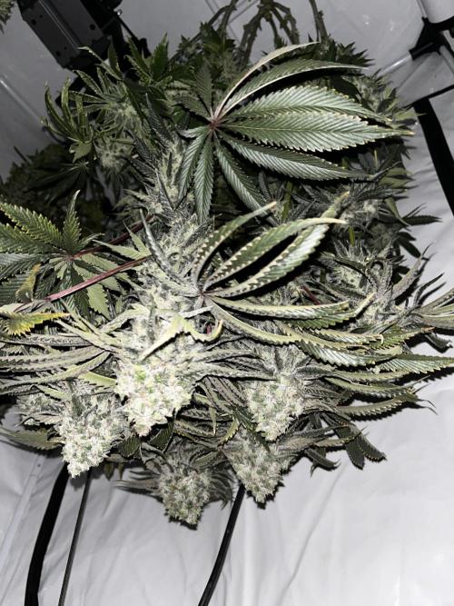 Dark Nectar , King Cartier. Week 14