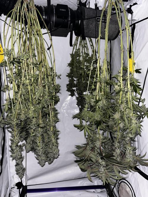 Dark Nectar , King Cartier. Week 14