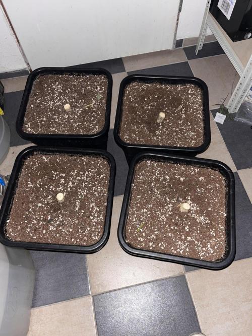 Dark Nectar , King Cartier. Week 14