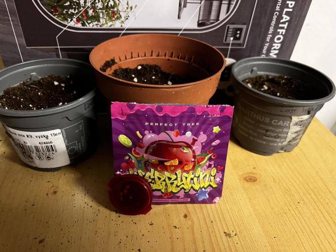 Cherrytini + Mimozz. Week 0