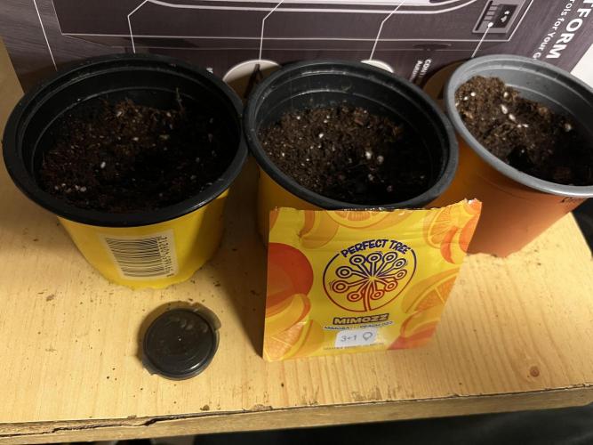 Cherrytini + Mimozz. Week 0