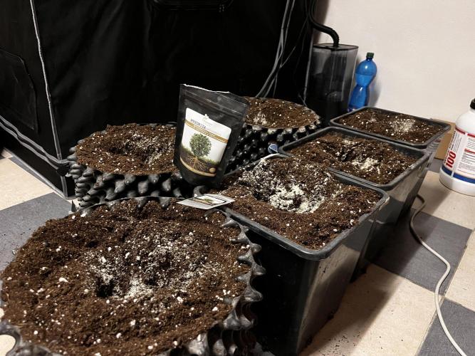 Cherrytini + Mimozz. Week 1