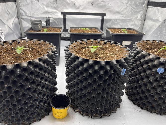 Cherrytini + Mimozz. Week 1