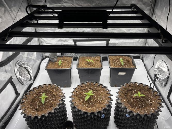 Cherrytini + Mimozz. Week 1